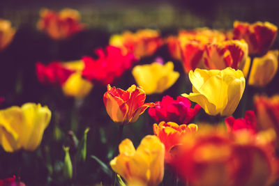 Close-up of yellow flowers