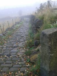 Footpath amidst plants