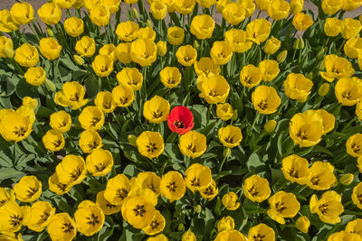 Full frame shot of yellow tulips on field