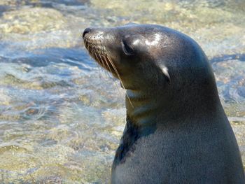 Close-up of sea lion