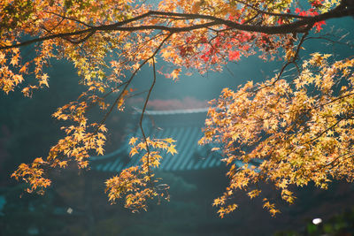 Low angle view of cherry tree against sky during autumn