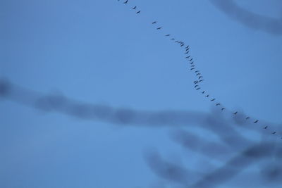 Low angle view of birds flying against blue sky