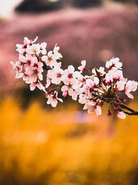 Close-up of pink cherry blossoms in field