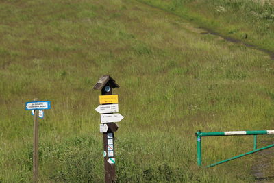 View of a bird on field