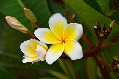 Close-up of yellow flower