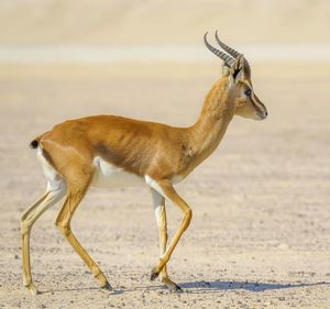 Side view of deer standing against blurred background