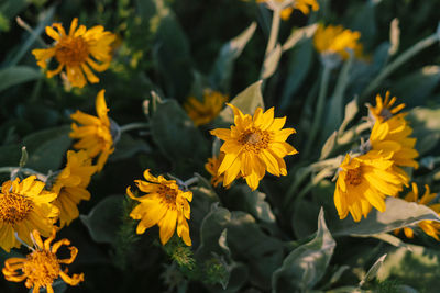 Close-up of yellow flowering plant