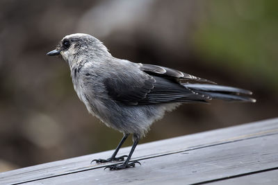 Close-up of an animal