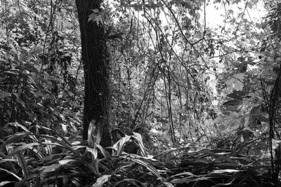 Trees in forest