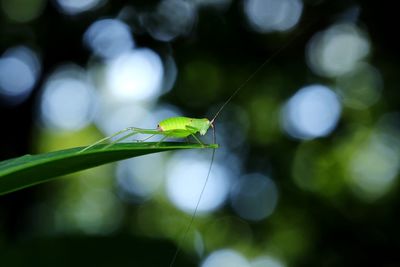 Close-up of insect on leaf