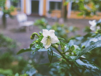 Close-up of white flowering plant