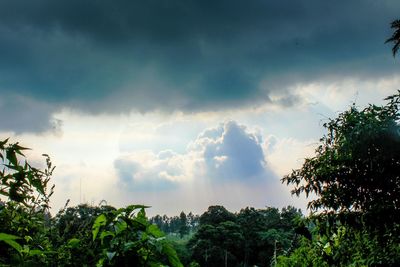 Low angle view of trees against cloudy sky