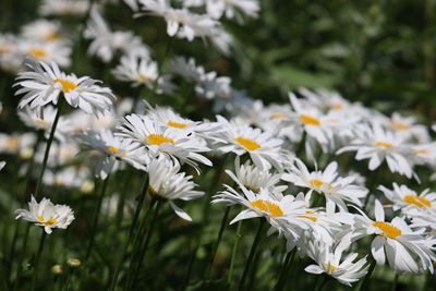 Close-up of white daisy flowers