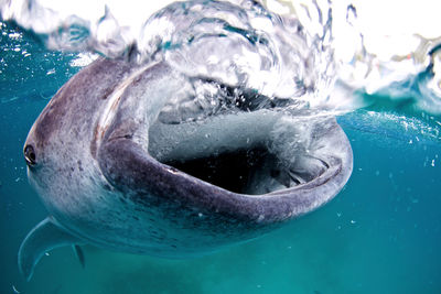 Close-up of fish swimming in sea