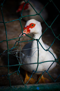 Close-up of bird in cage