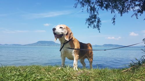 Dog standing in lake against sky