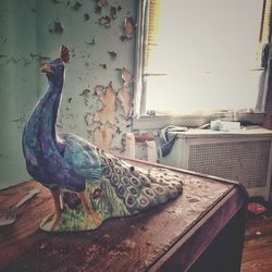 Close-up of peacock on table at home