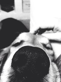 Close-up of dog