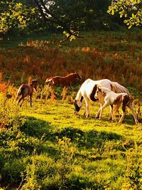 Horses grazing on field