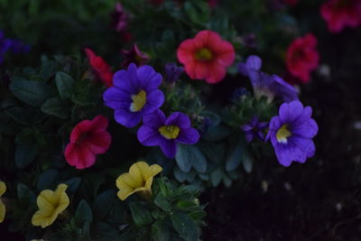 Close-up of purple flowering plants