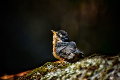 Sweet baby bird