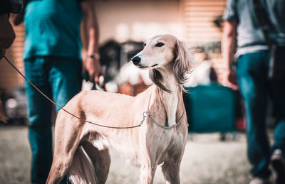 Dog standing outdoors