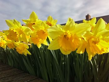 Close-up of yellow daffodil flowers