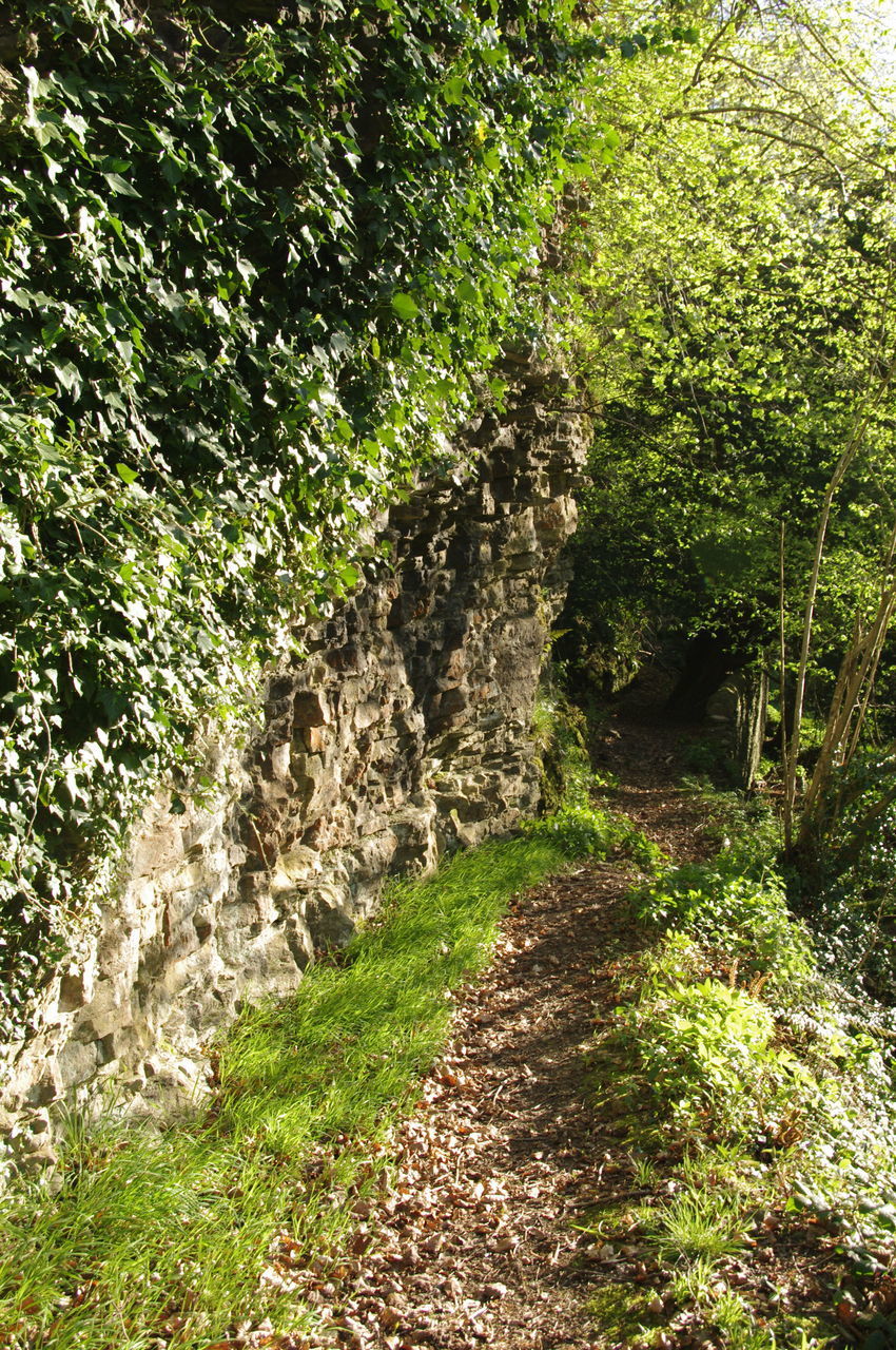 FOOTPATH IN FOREST