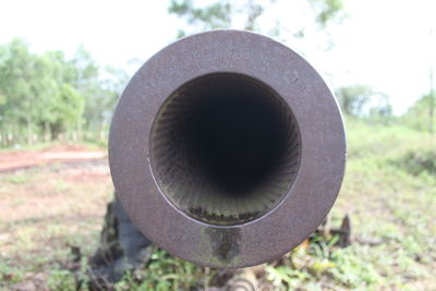 Close-up of tree on field