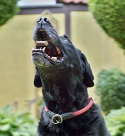 Close-up of a dog