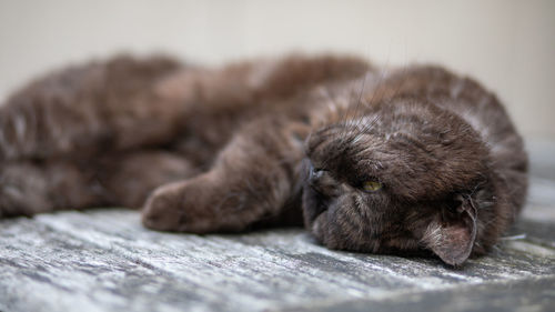 Close-up of a dog sleeping on bed at home