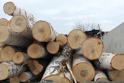 Stack of logs in forest