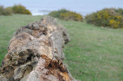 Close-up of tree trunk on field