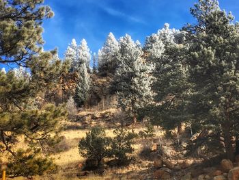 Low angle view of trees against sky