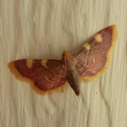 Close-up of an animal on table