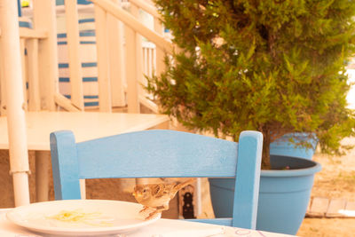 Sparrow stealing spaghetti from plate at greek tavern next to the beach.