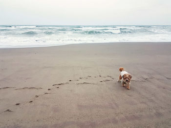 Dog on beach against sky