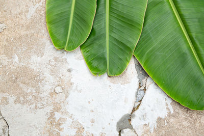 High angle view of green leaves on wall