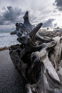 Close-up of driftwood on beach