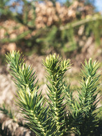 Close-up of pine tree