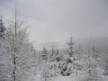 View of trees against sky