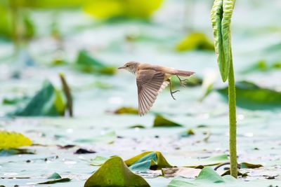 Bird flying over a water