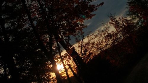 Low angle view of trees against sky at sunset