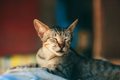 Close-up of a cat resting