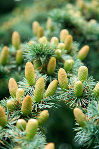 Close-up of cactus plant