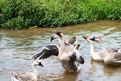 A group of geese swimming in the water