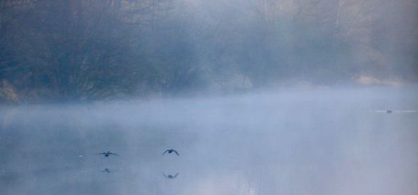 Birds flying over water against sky