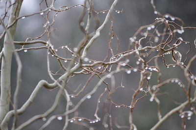 Close-up of bare tree branches during winter