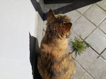 High angle view of a cat looking away against wall