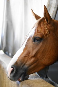 Close-up of horse